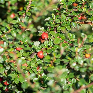 Cotoneaster divaricatus Cotoneaster divaricatus