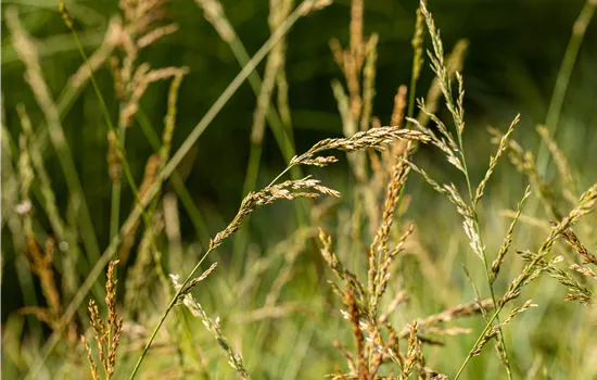 Molinia arundinacea 'Windspiel'