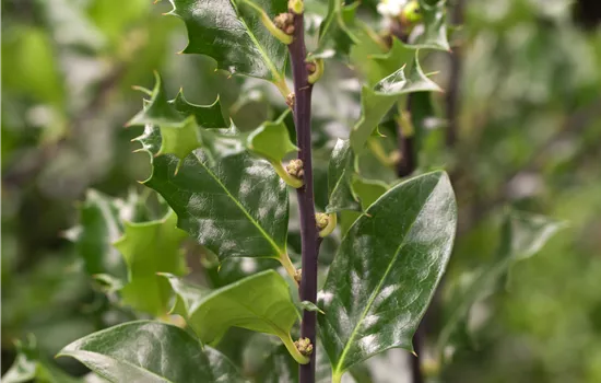 Ilex meserveae 'Blue Angel'® Ilex meserveae 'Blue Angel'®