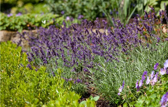 Lavandula angustifolia 'Siesta'