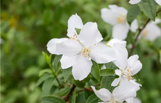 Philadelphus 'Dame Blanche' Philadelphus 'Dame Blanche'