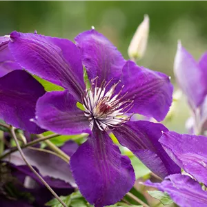 Clematis 'Jackmanii Superba' Clematis 'Jackmanii Superba'