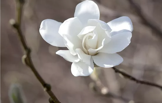 Magnolia loebneri 'Merrill' Magnolia loebneri 'Merrill'