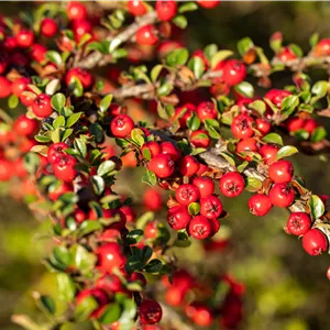 Cotoneaster horizontalis Cotoneaster horizontalis