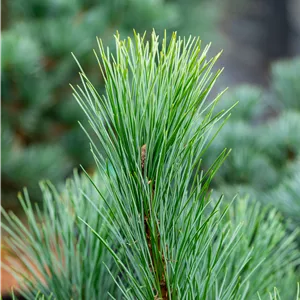 Pinus peuce Pinus peuce