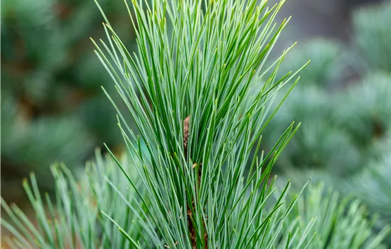Pinus peuce Pinus peuce