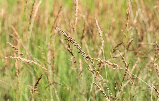 Molinia caerulea 'Dauerstrahl' Molinia caerulea 'Dauerstrahl'