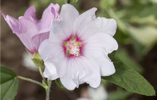 Lavatera thuringiaca 'Barnsley'