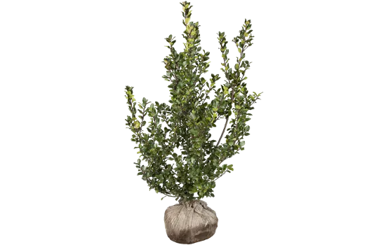 Ilex meserveae 'Blue Prince'®