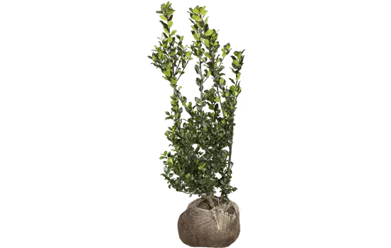 Ilex meserveae 'Blue Prince'® Ilex meserveae 'Blue Prince'®
