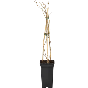 Actinidia arguta 'Weiki' -R- CAC