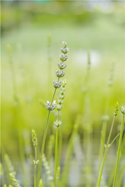 Lavandula angustifolia 'Edelwei'
