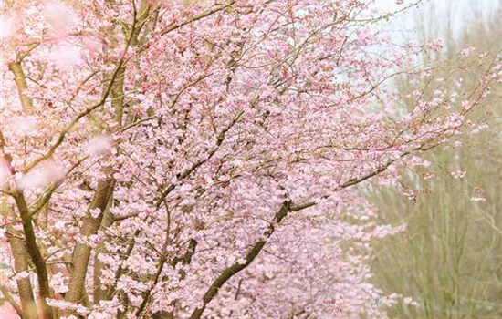 The Ornamental Cherry – A Beauty Without Starry Pretensions The Ornamental Cherry – A Beauty Without Starry Pretensions