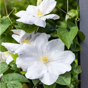 Clematis 'Madame Le Coultre' Clematis 'Madame Le Coultre'
