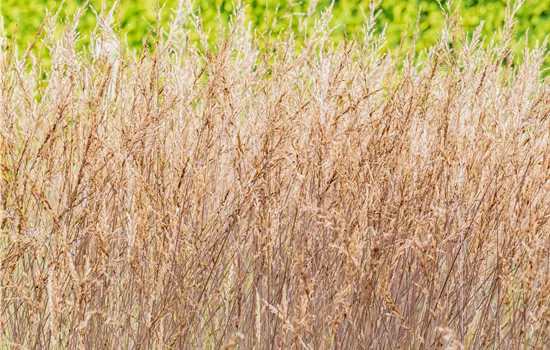 Molinia caerulea 'Edith Dudszus' Molinia caerulea 'Edith Dudszus'