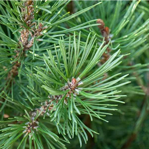 Pinus pinea Pinus pinea