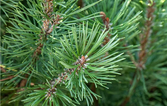 Pinus pinea Pinus pinea