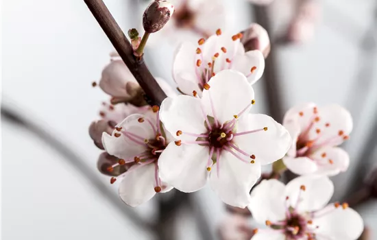 Prunus cistena Prunus cistena