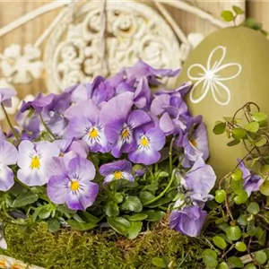 A colorful Easter celebration with the perfect harbingers of spring A colorful Easter celebration with the perfect harbingers of spring