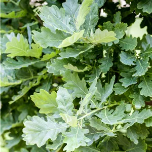 Quercus robur Quercus robur