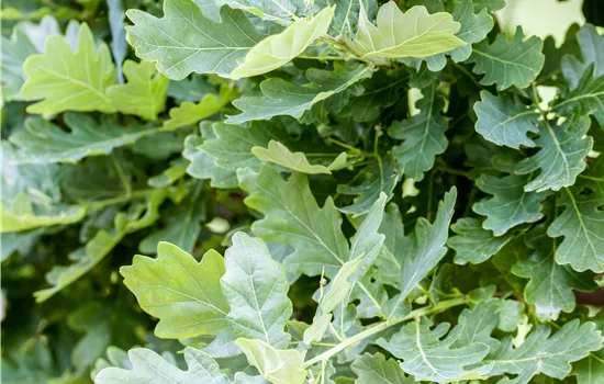 Quercus robur Quercus robur