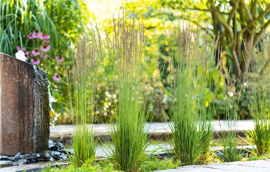 Molinia caerulea 'Moorhexe'