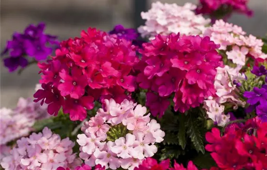 The Verbena – Beautiful and Useful at the Same Time