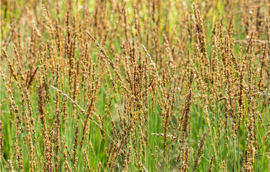 Molinia caerulea 'Moorhexe' Molinia caerulea 'Moorhexe'