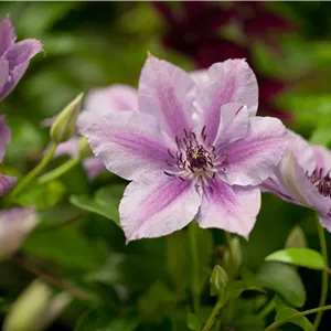 Clematis 'Nelly Moser' Clematis 'Nelly Moser'