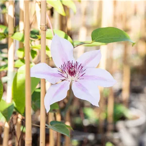 Clematis 'Nelly Moser'
