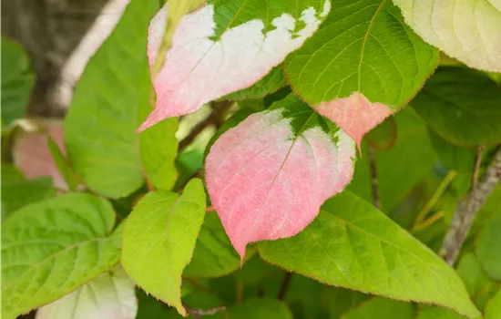 Actinidia kolomikta