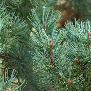 Pinus pumila 'Glauca' Pinus pumila 'Glauca'