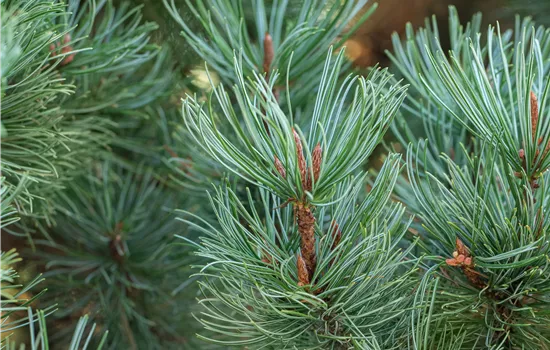 Pinus pumila 'Glauca' Pinus pumila 'Glauca'