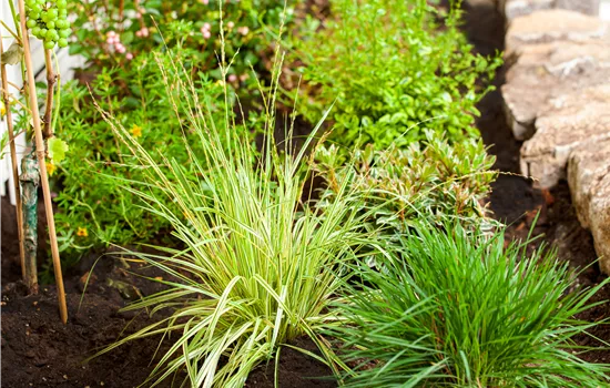 Molinia caerulea 'Variegata' Molinia caerulea 'Variegata'