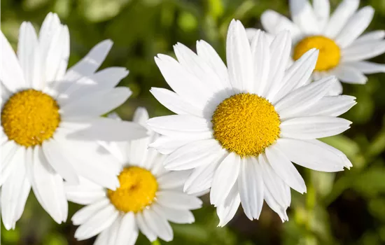 Leucanthemum vulgare