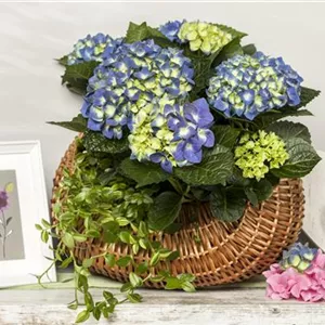 A Give and Take – Hydrangeas as Humidifiers A Give and Take – Hydrangeas as Humidifiers