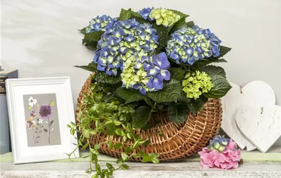 A Give and Take – Hydrangeas as Humidifiers