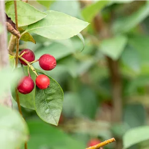 Cotoneaster multiflorus Cotoneaster multiflorus