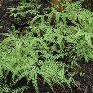 Adiantum pedatum Adiantum pedatum