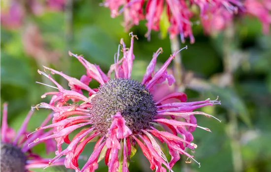 Monarda fistulosa 'Beauty of Cobham'