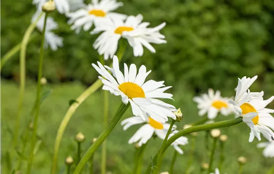 Leucanthemum vulgare 'Maikönigin' Leucanthemum vulgare 'Maikönigin'