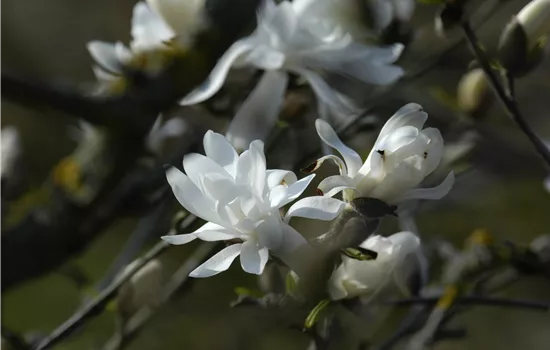 Magnolia stellata 'Royal Star'