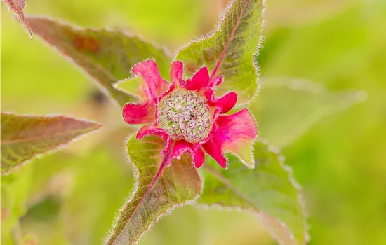 Monarda fistulosa 'Croftway Pink'