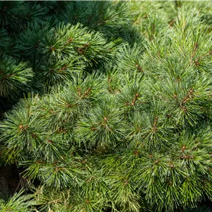 Pinus strobus 'Radiata' Pinus strobus 'Radiata'