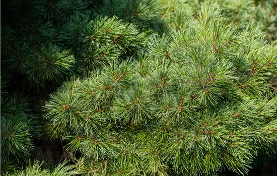 Pinus strobus 'Radiata'