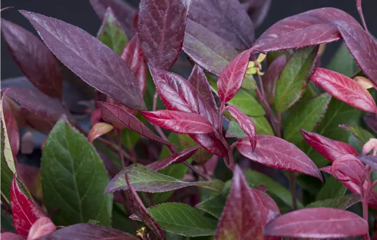 Leucothoe walteri 'Scarletta'®