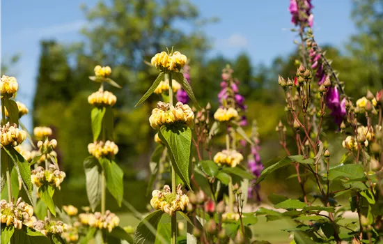 Phlomis russeliana