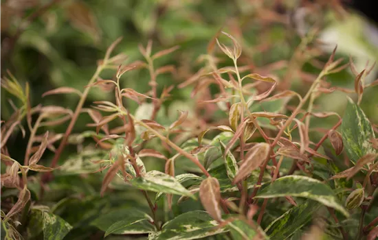 Leucothoe fontanesiana Leucothoe fontanesiana