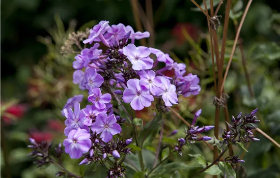 Phlox divaricata 'Clouds of Perfume' Phlox divaricata 'Clouds of Perfume'