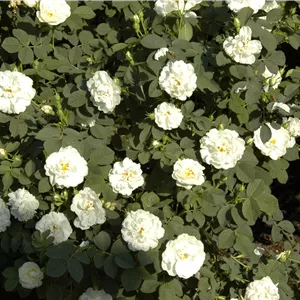 Rosa alba 'Suaveolens'